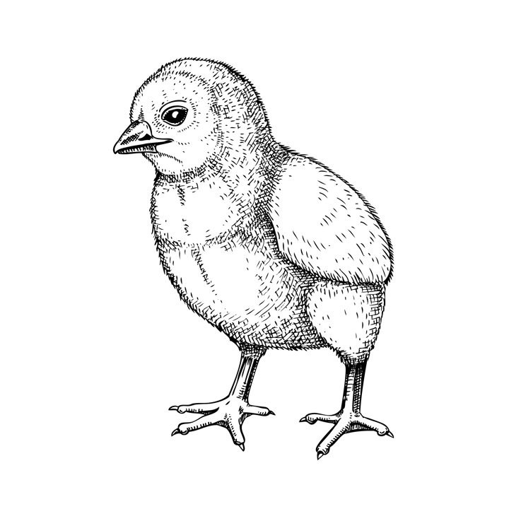 Hand drawn chicken sketch. Cute black contoured chick drawings. Little lovely feathered baby bird in engraved style. Vector illustration isolated on white background